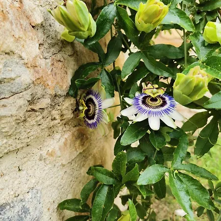 Majordoms - Blanc De