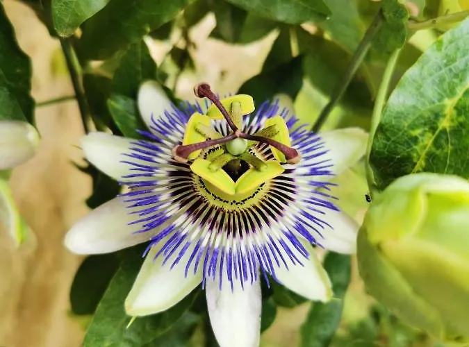 Majordoms - Blanc De Montagut Girona