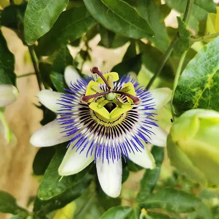 Majordoms - Blanc De Gerona