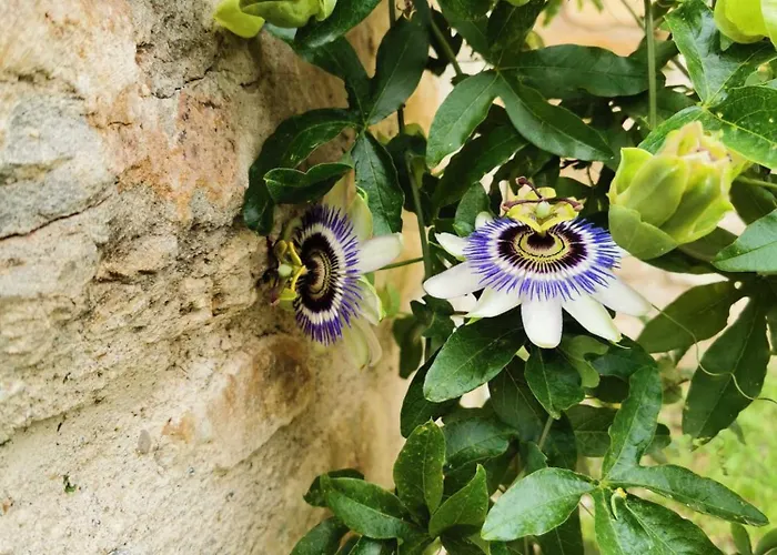 Majordoms - Blanc De Montagut